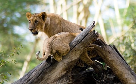 2 Days, 1 Night Safari – Lake Nakuru National Park From Kisumu
