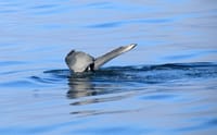Whales & Sea Angling 4