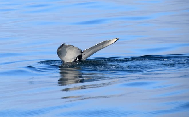 Whales & Sea Angling 4