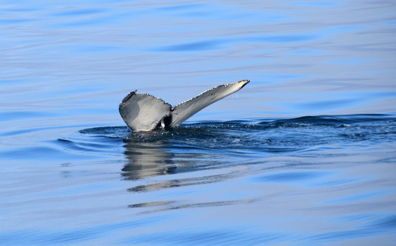 Whales & Sea Angling 4
