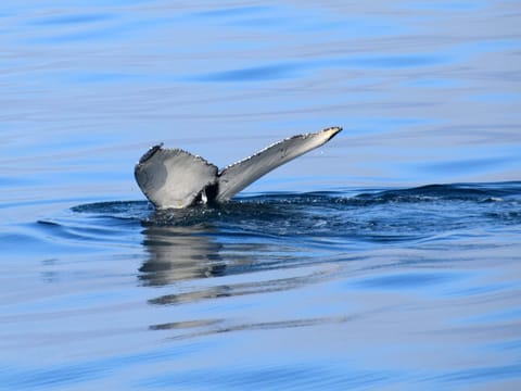 Whales & Sea Angling, photo 4