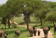 4-Day Tanzania Group Safari Tarangire, Serengeti & Ngorongoro Crater – The Ultimate Shared Safari Adventure 1