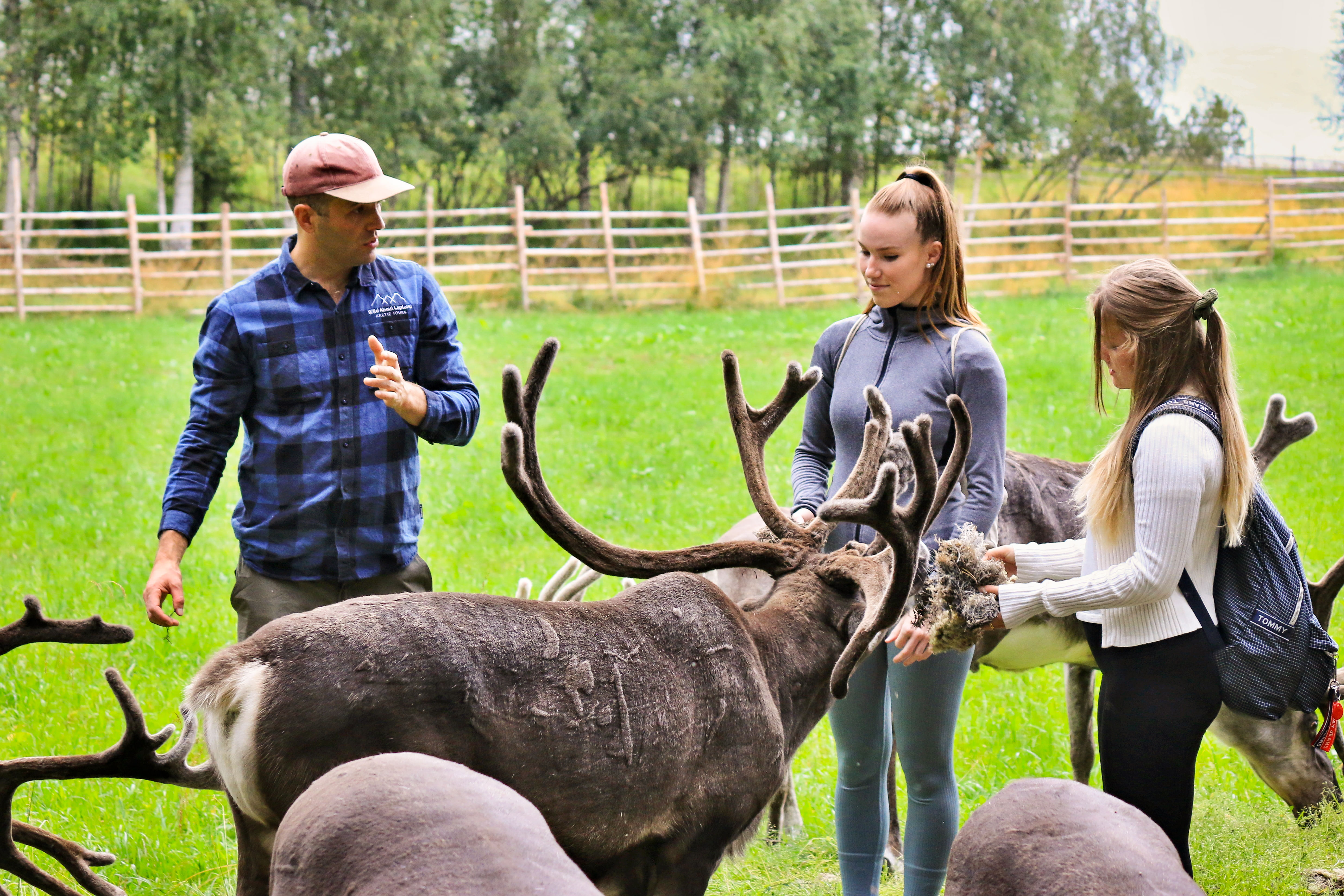Unique chance to feed the reindeer in the middle of forest