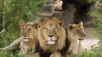 Twin ticket (Loro Parque + Siam Park) with transfer to Loro Park 2