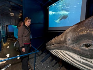 Reykjavík Classic Whale Watching , photo 39