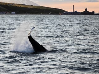 Akureyri Classic Whales in the Midnight Sun, photo 13
