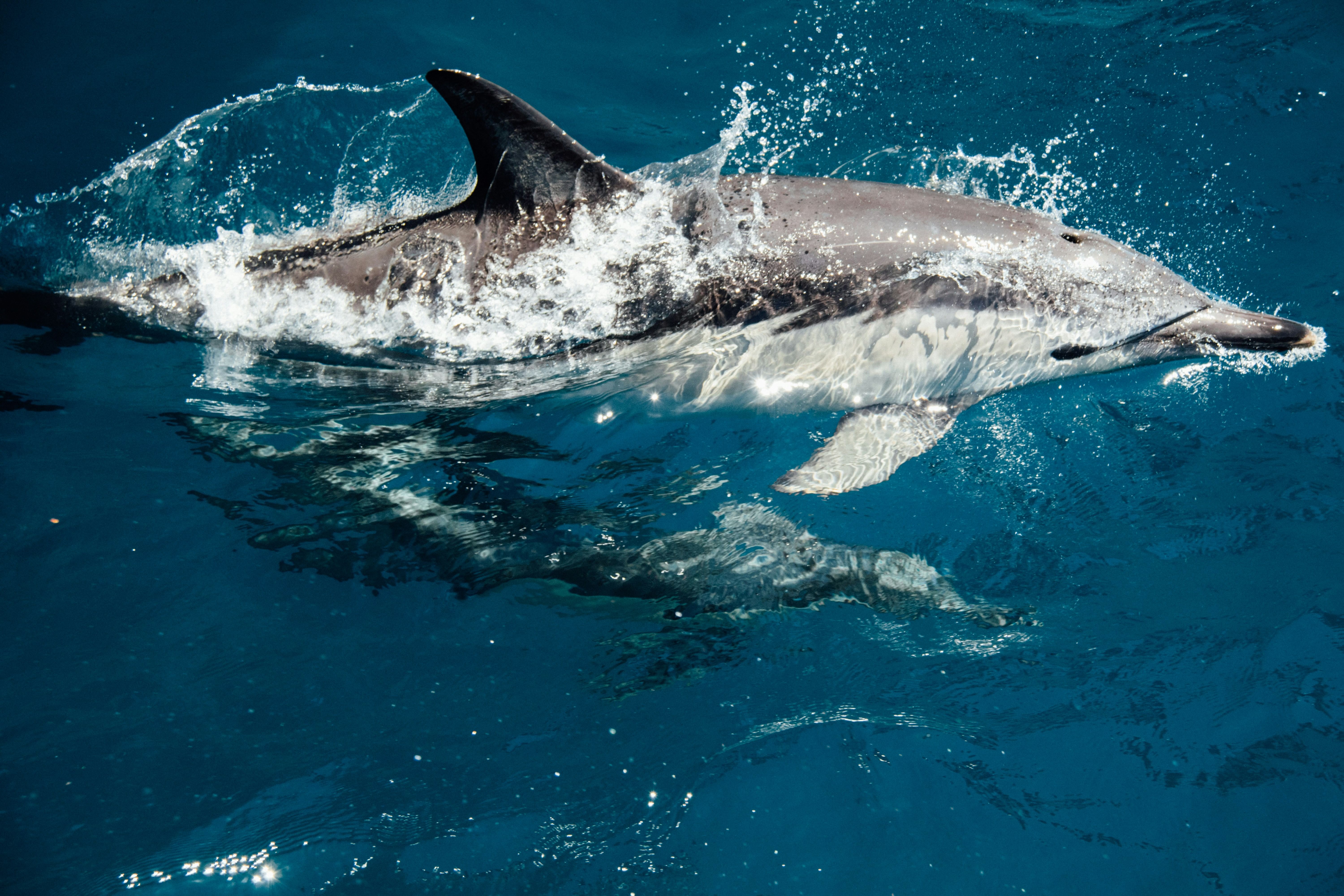 A dolphin makes a high jump out of the water while a woman watches him in amazement from the deck of the boat. Behind, green mountains
