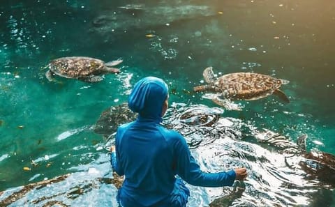 Zanzibar: Nungwi Turtle Aquarium Guided Half-Day Trip