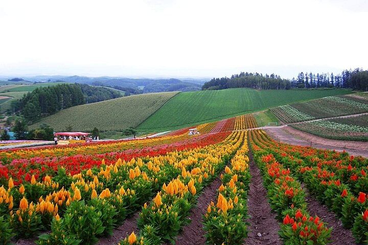 Hokkaido: Biei Blue Pond and Furano Flower Farm Day Trip