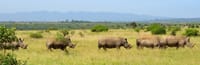 4-Day Nairobi National Park & City Safari 9