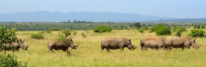 4-Day Nairobi National Park & City Safari 9