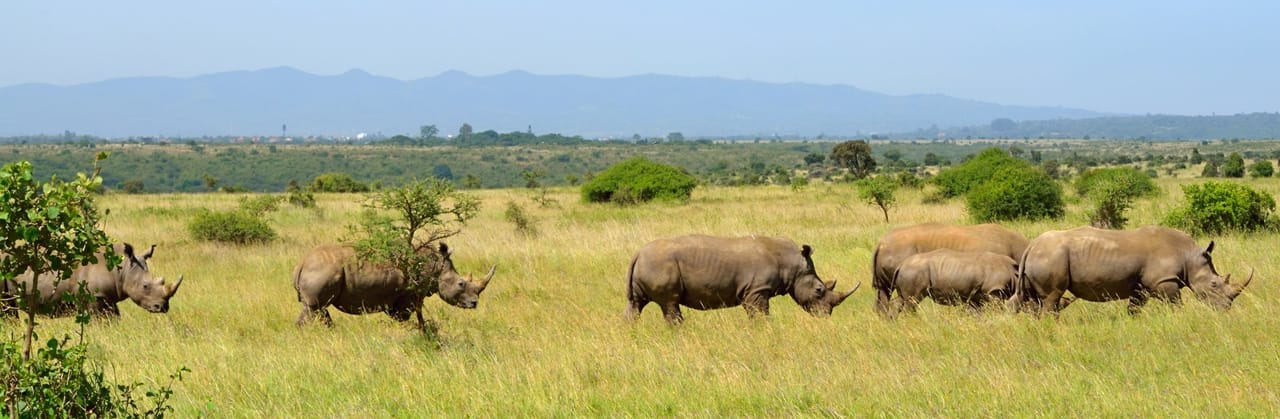 4-Day Nairobi National Park & City Safari 9
