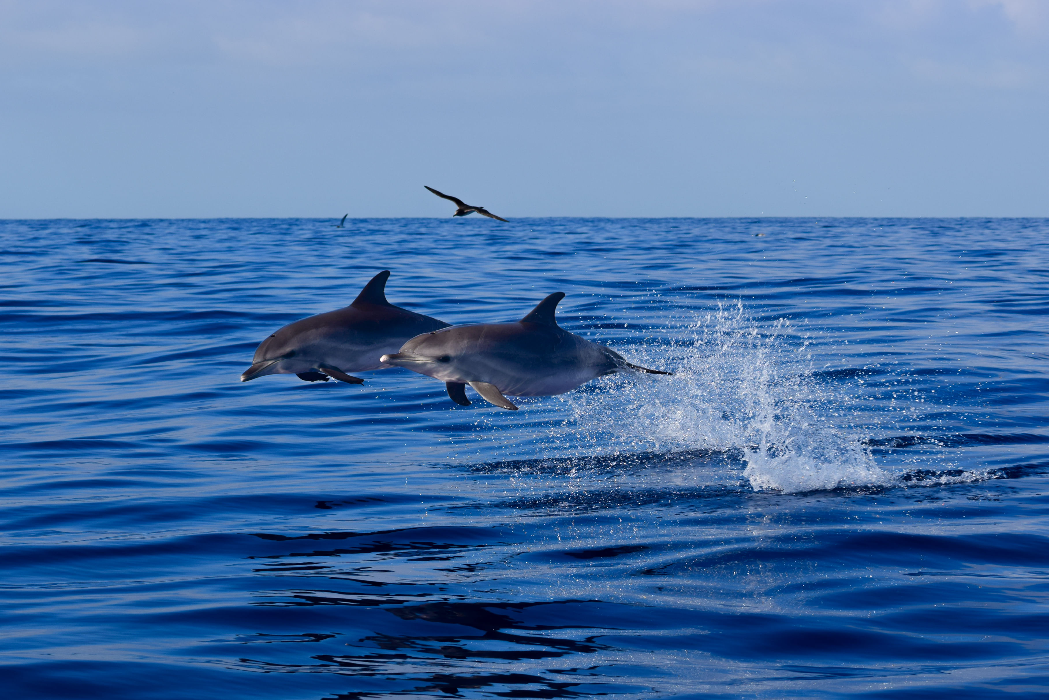 whale dolphins watching tour madeira funchal