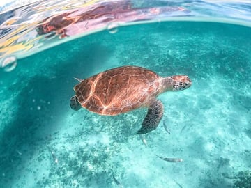 Half-day Tour Sea Turtles Encounter in Akumal Bay
