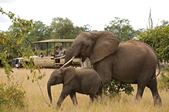 Tarangire National Parks Game drives