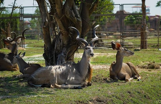 Hoi An: South Hoi An River Safari With Candle-lit Beach Dinner