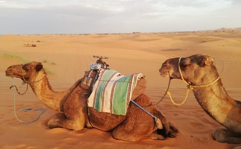 Two-Day Camel Ride and Camp Tour from Fes to Merzouga