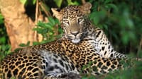 From Negombo: Wilpattu National Park Safari 3