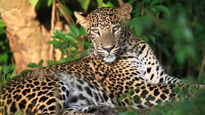  From Negombo: Wilpattu National Park Safari 3