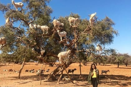 From Marrakesh: Essaouira Full-Day Trip