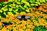  Dubai Butterfly Garden Admission Ticket 10