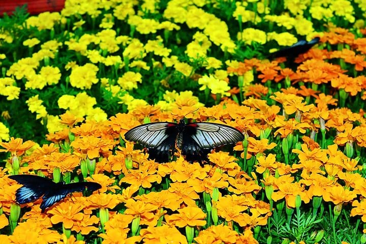  Dubai Butterfly Garden Admission Ticket 10