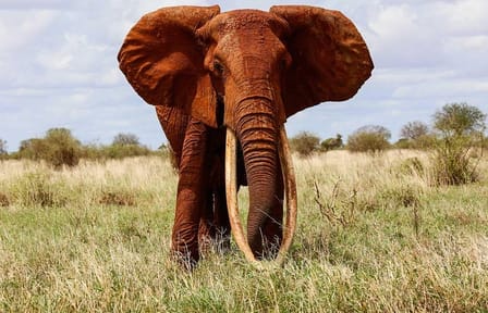 3days Best of Tsavo East & Tsavo West Wildlife Safari From Mombasa