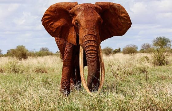 3days Best of Tsavo East & Tsavo West Wildlife Safari From Mombasa