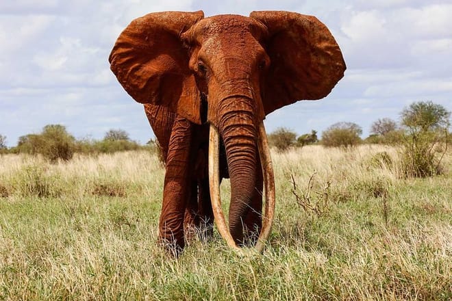 Tour Tsavo West National park