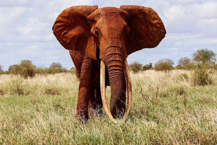 Tour Tsavo West National park