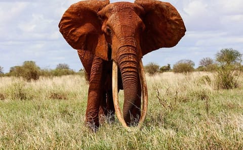 3-Day Tsavo East and West Wildlife Safari from Mombasa