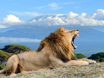 A lion with Kilimanjaro in the background