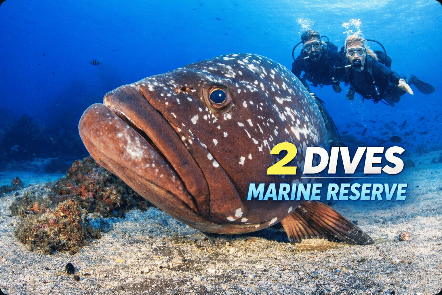 marine reserve 2 dives funchal scuba madeira