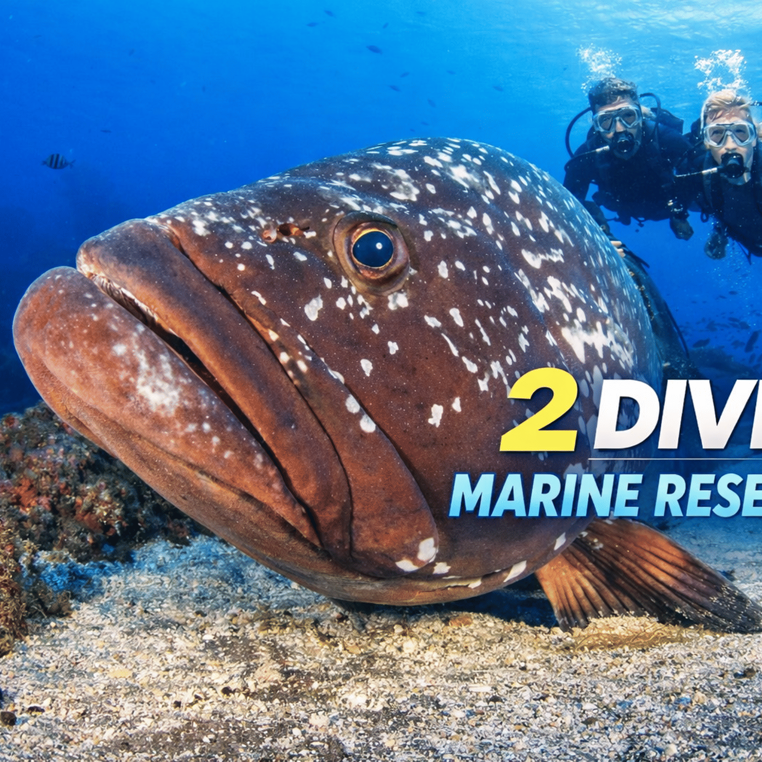2 Dives trip | Garajau Marine Reserve