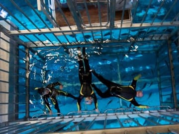 Cage Snorkeling Experience in Dubai's Underwater Aquarium