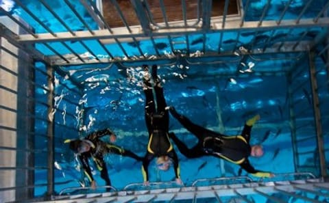 Cage Snorkeling Experience in Dubai's Underwater Aquarium