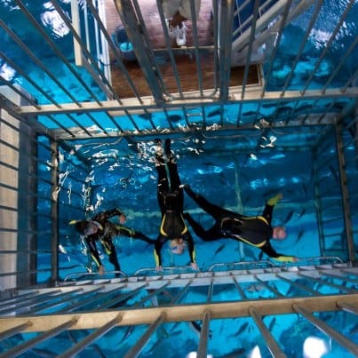 Cage Snorkeling 2