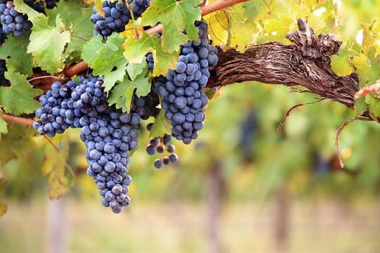 Private Tour: Top Three Organic Wineries & Local Lunch Included