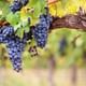 Penedes Vineyards
