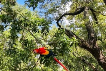 Wildlife Encounter and Chocolate Tour in Coxen Hole