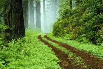 Sinharaja Rain Forest Tour from Hambantota