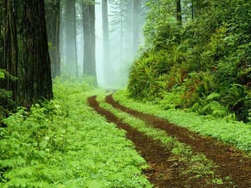 Sinharaja Rainforest Adventure Tour from Hambantota