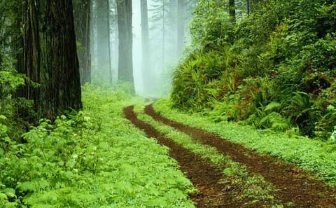 Sinharaja Rainforest Adventure Tour from Hambantota