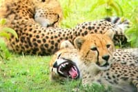 Cheetah in Nairobi National Park relaxing
