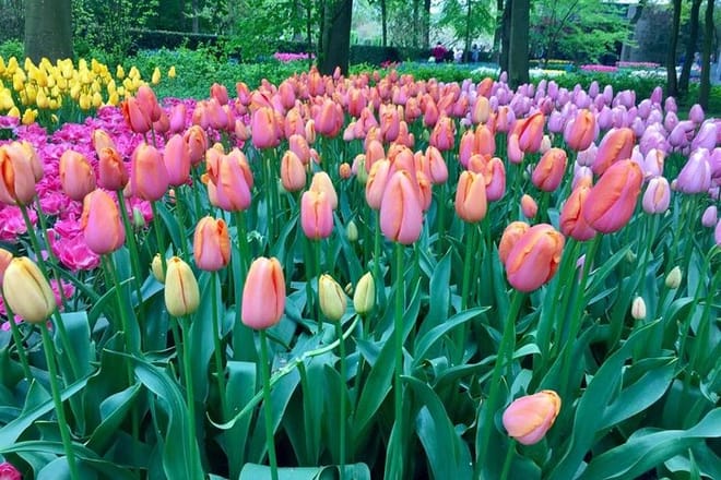 Tulips and Windmills in a Very Small-Group from Amsterdam 8