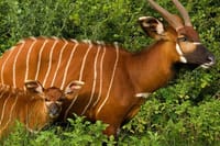 Jungle life lowland bongo