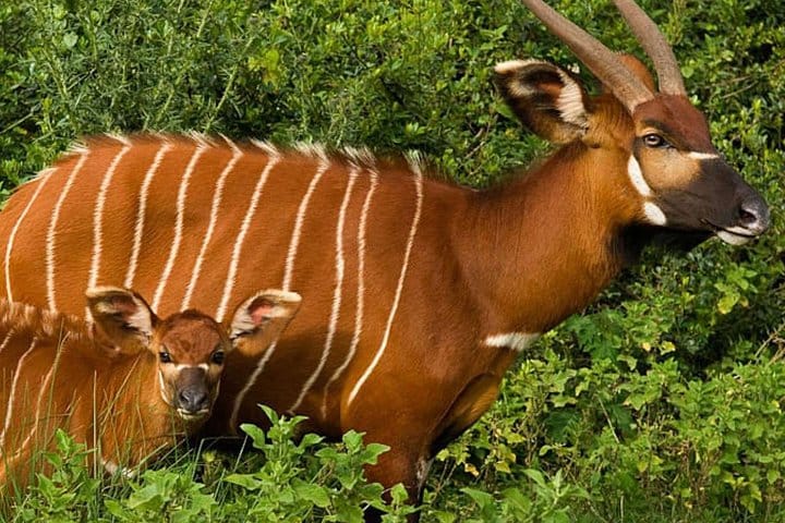 Jungle life lowland bongo