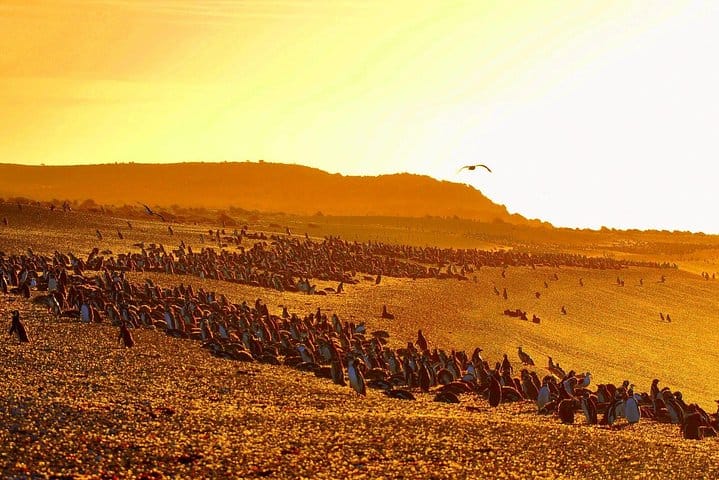 Estancia San Lorenzo: Home to the Largest Penguin Colony