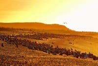 Estancia San Lorenzo: Home to the Largest Penguin Colony 8