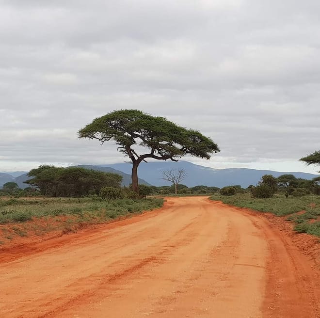 Day tour to Tsavo East National park from Mombasa with pickup photo 5